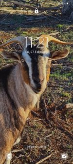 Goatlie.jpg