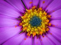 Macro-Flower-Picture07.jpg Macro-Flower-Picture07.jpg