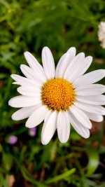 Daisy.jpg Daisy.jpg