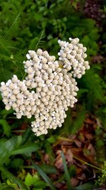 Yarrow.jpg Yarrow.jpg