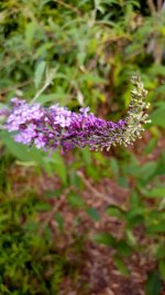 Butterfly Bush.jpg Butterfly Bush.jpg