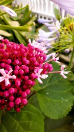 Clerodendrum Cashmere Bouquet Pink Glory Bower Mexican Hydrangea 2.jpg Clerodendrum Cashmere Bouquet Pink Glory Bower Mexican Hydrangea 2.jpg