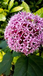 Clerodendrum Cashmere Bouquet Pink Glory Bower Mexican Hydrangea.jpg Clerodendrum Cashmere Bouquet Pink Glory Bower Mexican Hydrangea.jpg