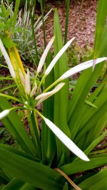 White Spider Lily River Lily Crinium Lily.jpg White Spider Lily River Lily Crinium Lily.jpg