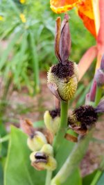Canna Lily.jpg Canna Lily.jpg