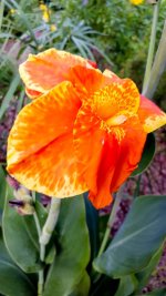 Old Fashioned Canna Lily.jpg Old Fashioned Canna Lily.jpg