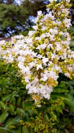 Crepe Myrtle.jpg Crepe Myrtle.jpg