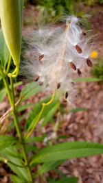 Milkweed.jpg Milkweed.jpg