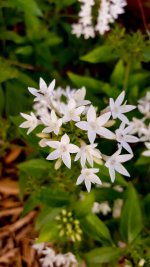Pentas.jpg Pentas.jpg