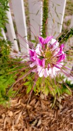 Cleome.jpg Cleome.jpg