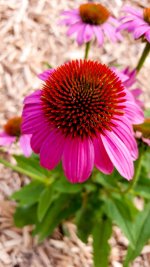 Coneflower.jpg Coneflower.jpg
