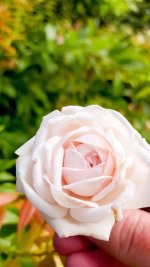Old Fashioned Rose.jpg Old Fashioned Rose.jpg