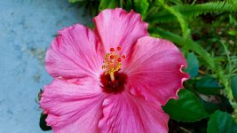Single Hibiscus.jpg Single Hibiscus.jpg