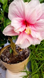 DoubleHibiscus.jpg DoubleHibiscus.jpg