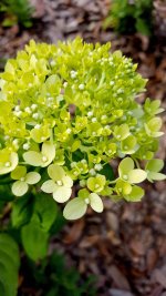 LimelightHydrangea.jpg LimelightHydrangea.jpg