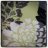 DaleAnn/dcdesigns