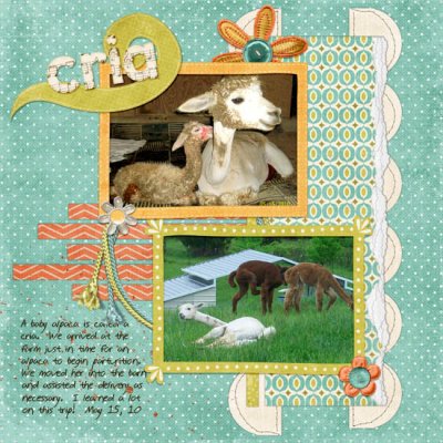 Cria = baby alpaca