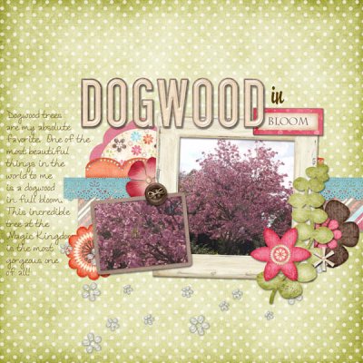 Dogwood in Bloom