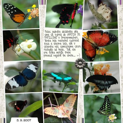 A whole lot of butterflies