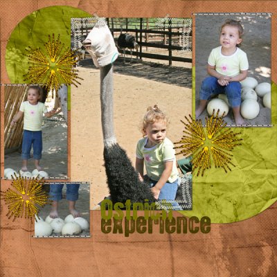 Ostrich Experience