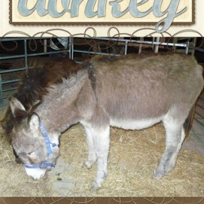 Donkey