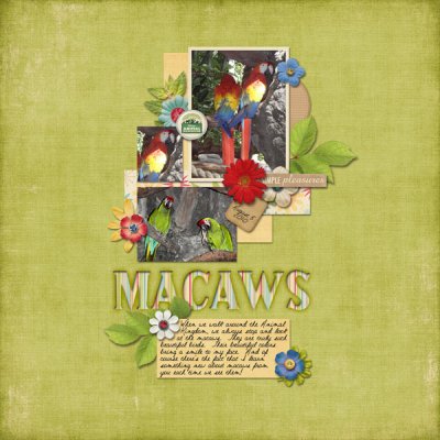 Macaws