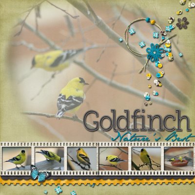 Goldfinch