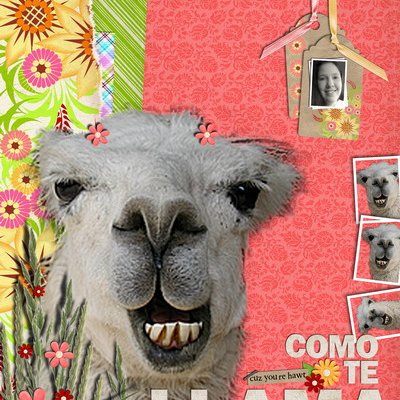 Come te LLAMA???