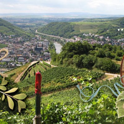 ...and vineyards