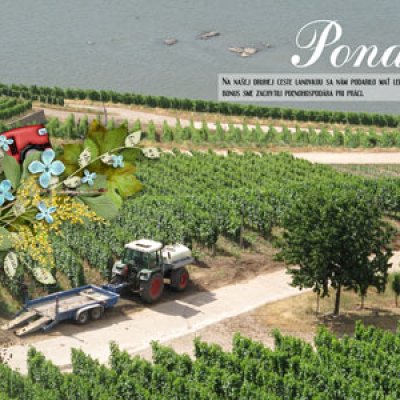 Vineyards...