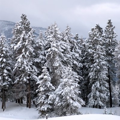 Snowy Trees