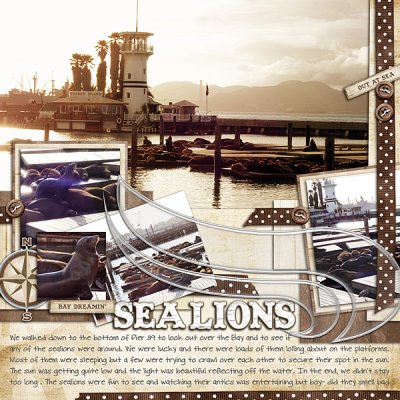 Sea Lions at Pier 39
