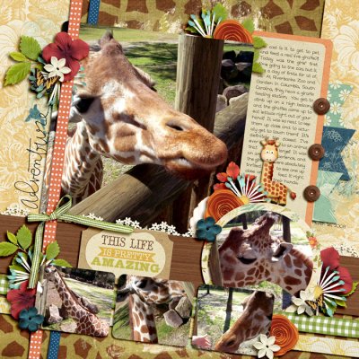 feeding giraffes