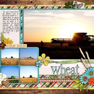 Wheat Harvest 2012- left