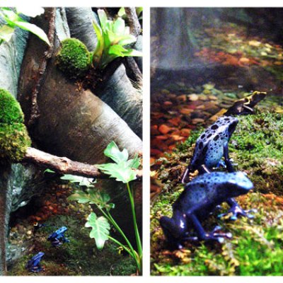 Froggies 2- "Get Closer" *Shutterbug Shakedown*