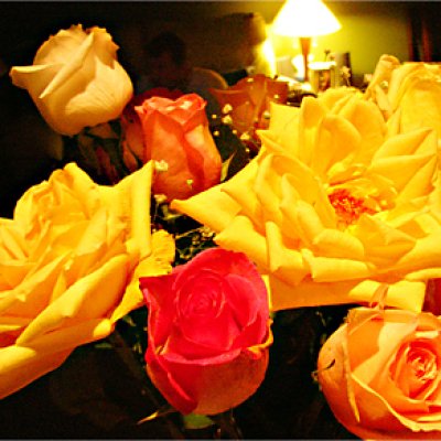 Roses Close