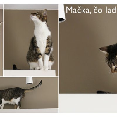 A cat matching with the interior