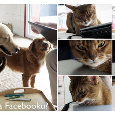 What's new on Facebook?