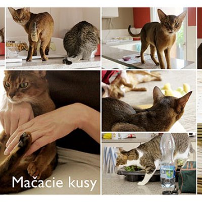 Cat tricks