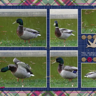 City ducks