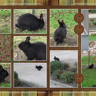 City rabbit