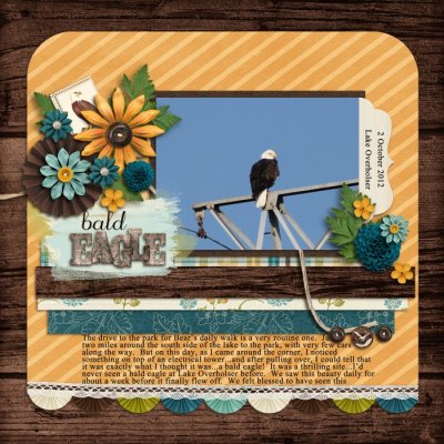 Bald Eagle