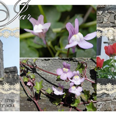 Flowers in Cochem