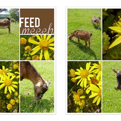 Greedy goats