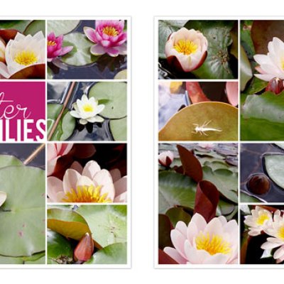 Water lilies