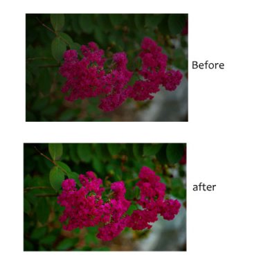 Shutterbug challenge brighten up