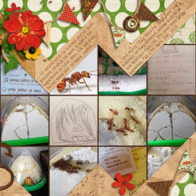 ANTS