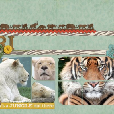 Safari