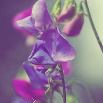 Beautiful flower