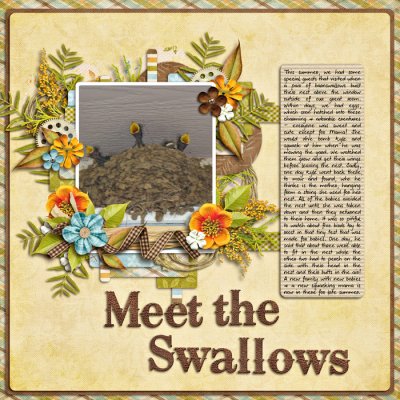 Meet the Swallows